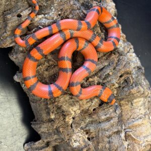 Super clean hypo