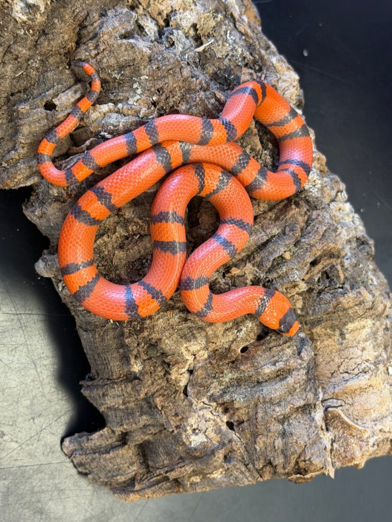 Super clean hypo