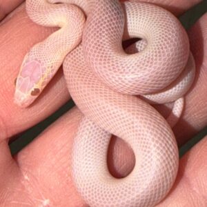 T Negative Blue Eyed Albino House Snake