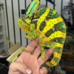Veiled Chameleon - The Majestic "Yemen" King (Captive Bred)
