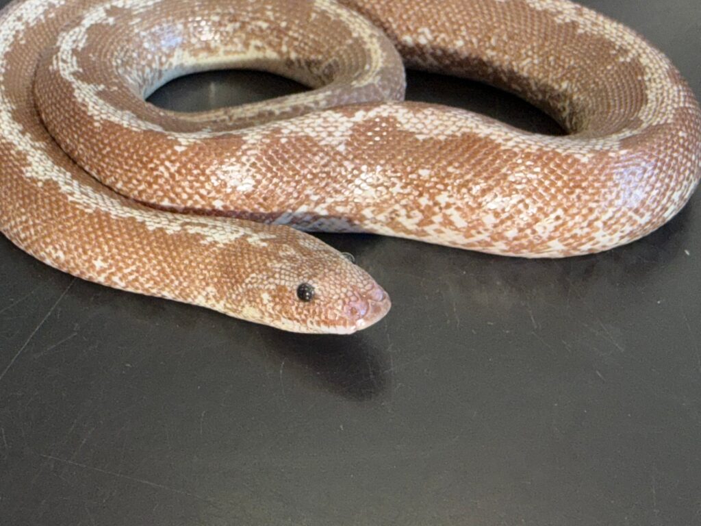 Yearling Anery stripe het albino