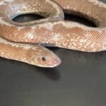 Yearling Anery stripe het albino