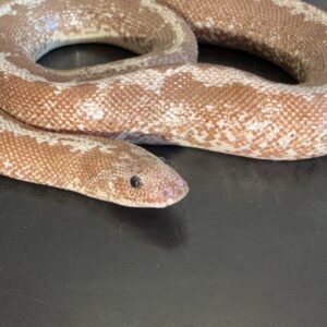 Yearling Anery stripe het albino