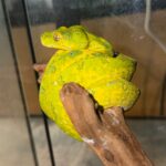 Yearling Biak Green Tree Python