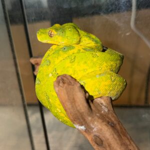 Yearling Biak Green Tree Python