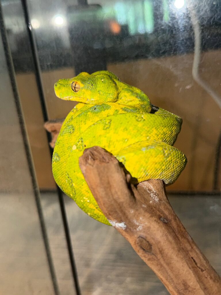 Yearling Biak Green Tree Python
